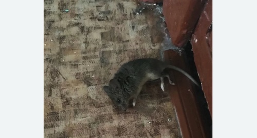 Дезинфекция от мышей в Туринске
