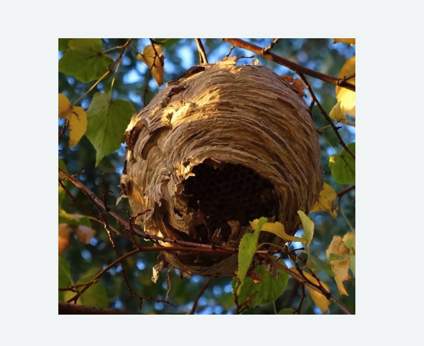 Обработка от шершней в Туринске