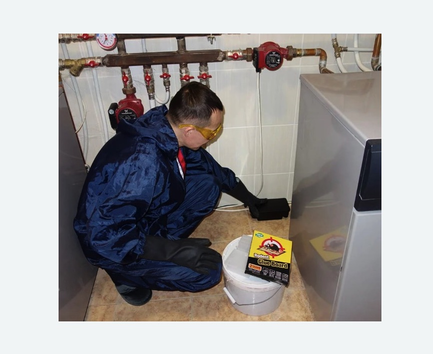 Уничтожение крыс в Туринске